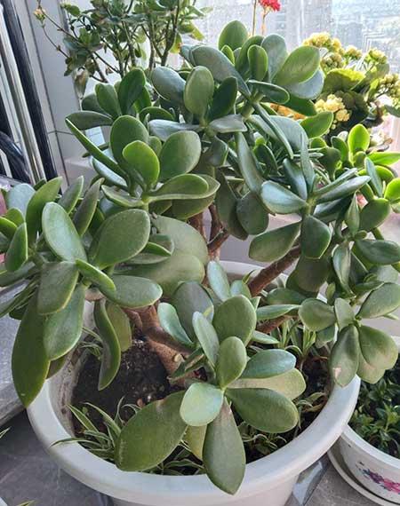 客厅放什么树最好养