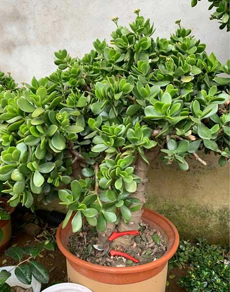 客厅放什么树最好养