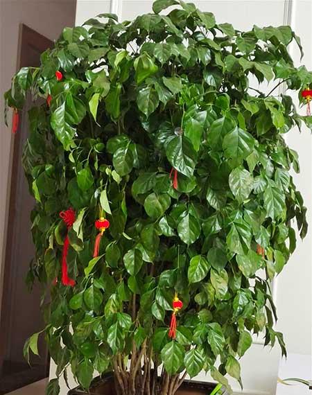 客厅放什么树最好养