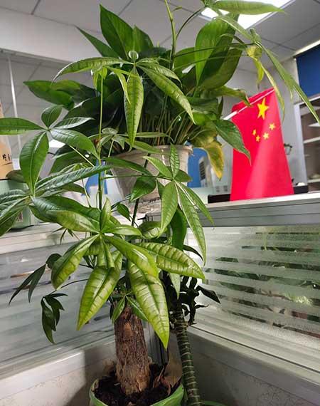 客厅放什么树最好养