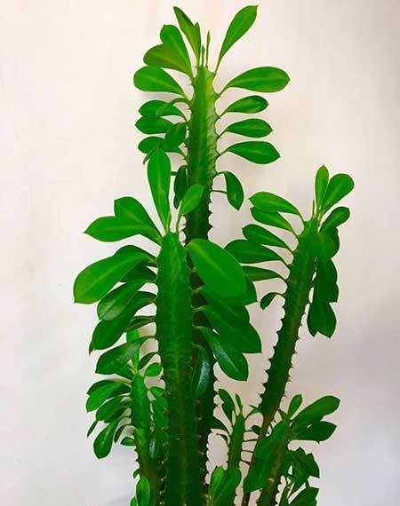 客厅放什么树最好养