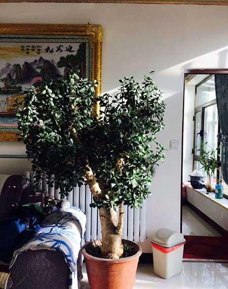 家庭养什么花风水好