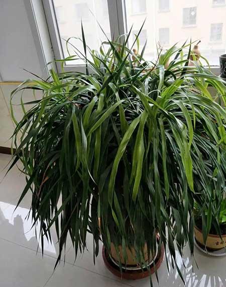 家庭养什么花风水好