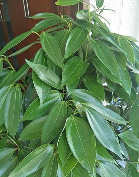 家庭养什么花风水好