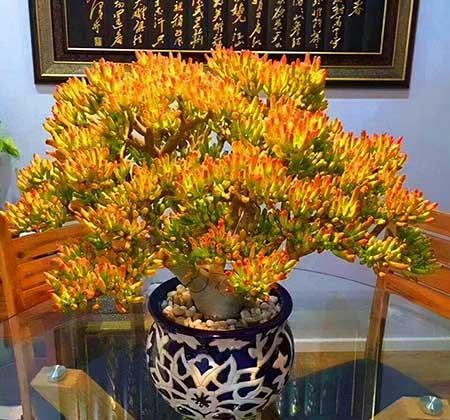 家庭养什么花风水好