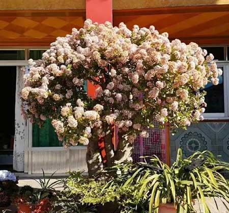 家庭养什么花风水好