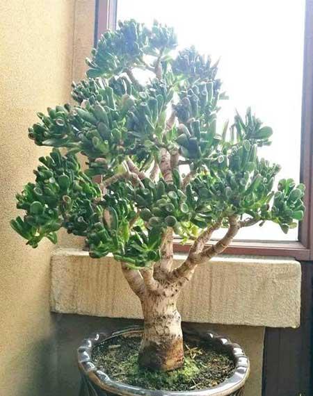 家庭养什么花风水好