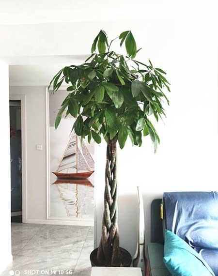 家庭养什么花风水好