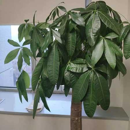 家庭养什么花风水好