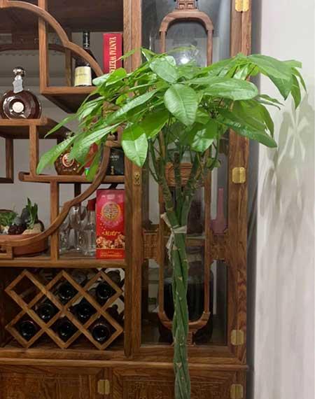 家庭养什么花风水好