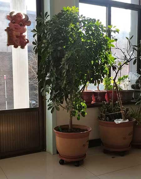 家庭养什么花风水好