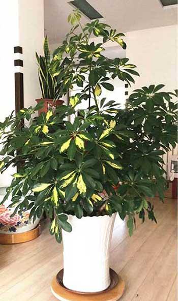 家庭养什么花风水好