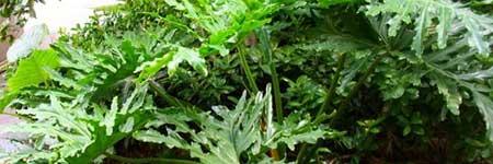 花卉春羽的养殖方法