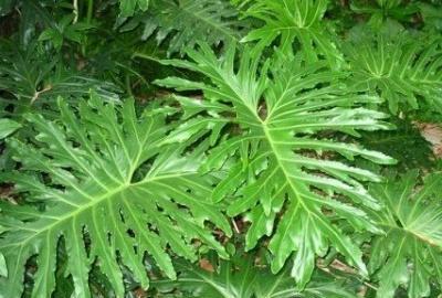 花卉春羽的养殖方法