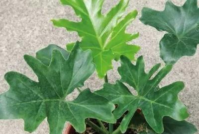 花卉春羽的养殖方法