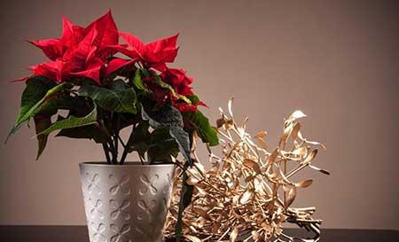 好养的花有哪些 室内