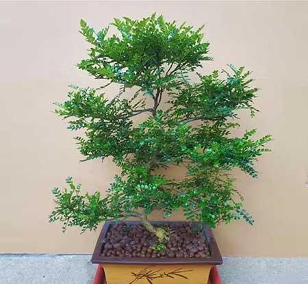 5月份养什么花比较好