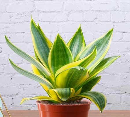 5月份养什么花比较好