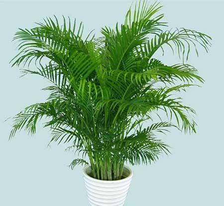 5月份养什么花比较好