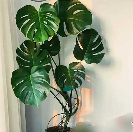 5月份养什么花比较好