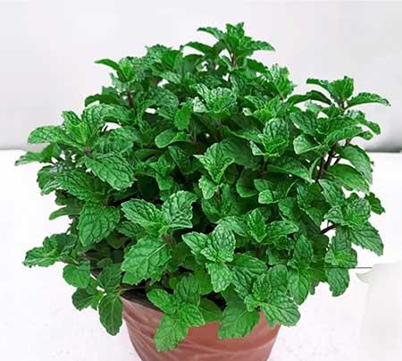 5月份养什么花比较好