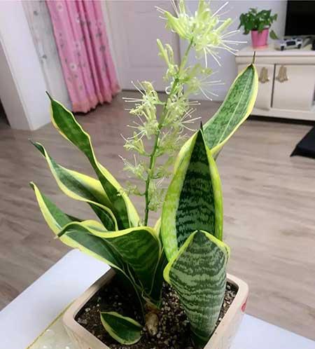 5月份养什么花比较好