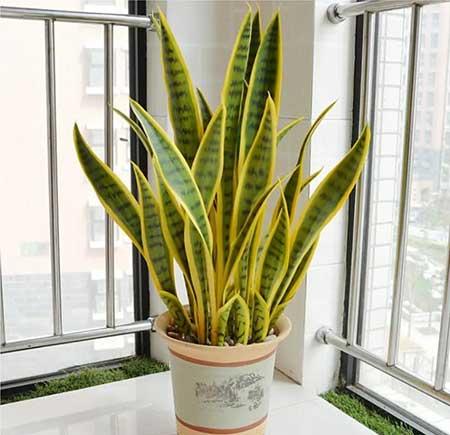 5月份养什么花比较好