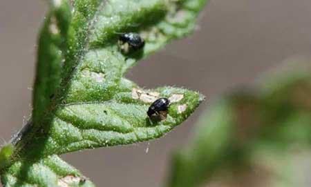 养护植物的方法