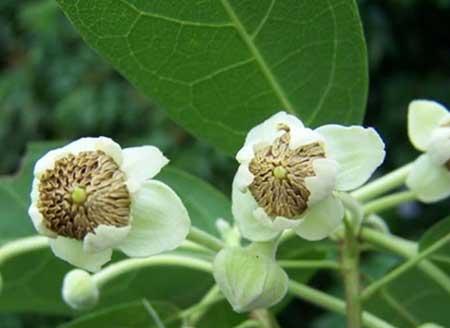 属马人养什么花最好