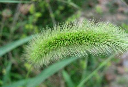 属马人养什么花最好