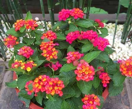 属马人养什么花最好