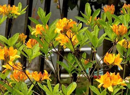 属马人养什么花最好