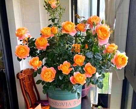 适合家里客厅养的花