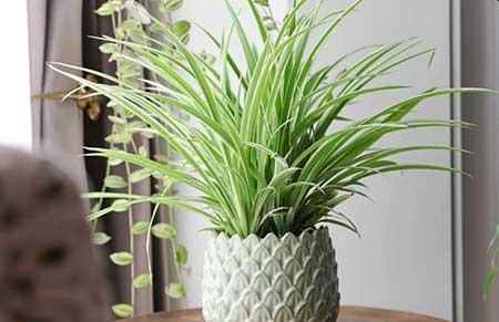 适合家里客厅养的花