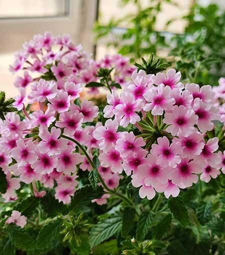 适合家里客厅养的花