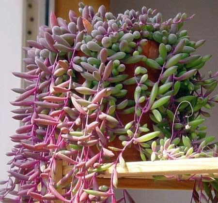 适合家里客厅养的花