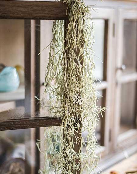 适合家里客厅养的花