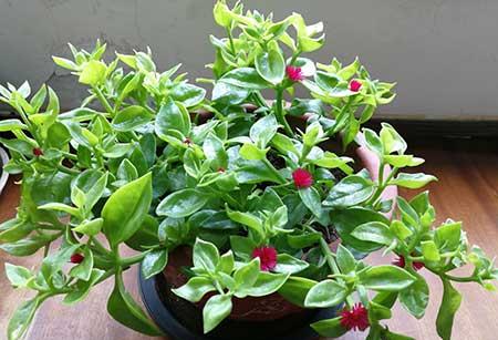 适合家里客厅养的花