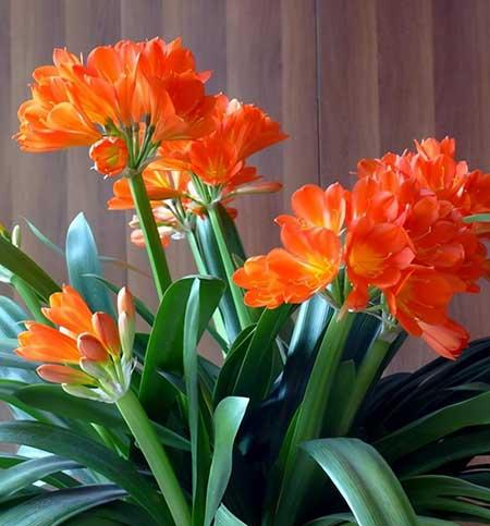 适合家里客厅养的花