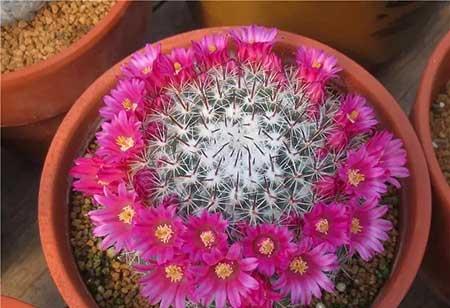 适合家里客厅养的花