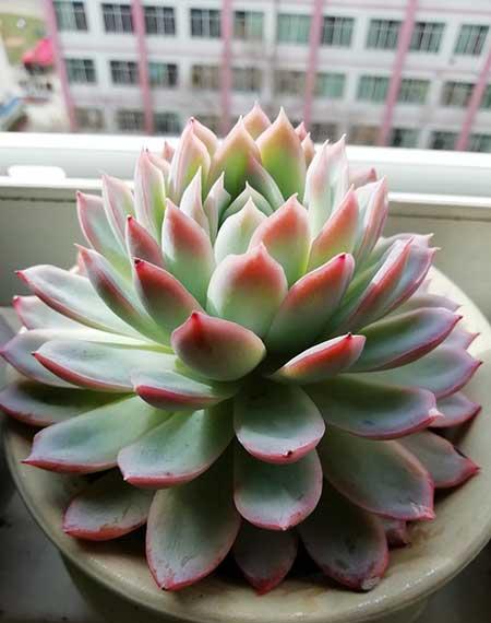 适合家里客厅养的花