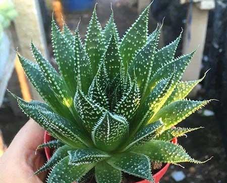 适合家里客厅养的花