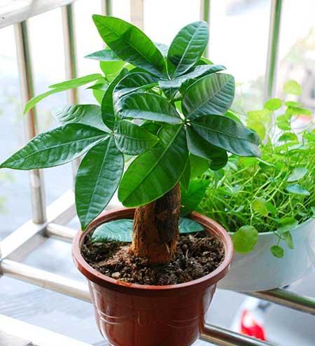 适合家里客厅养的花