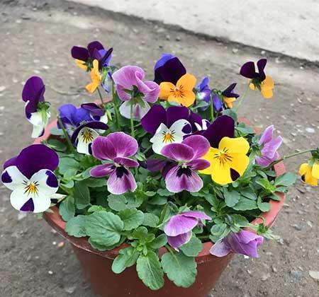 适合家里客厅养的花