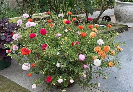 适合家里客厅养的花