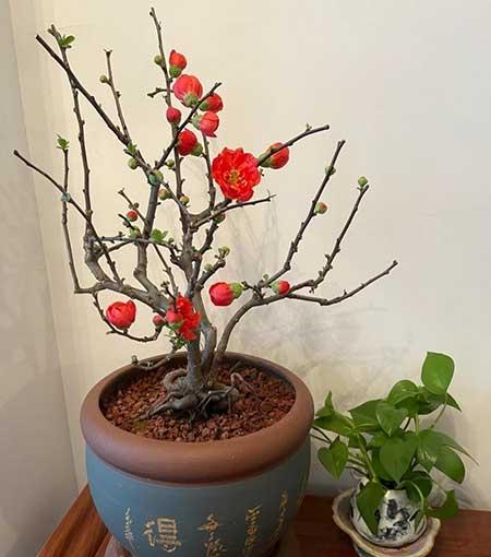 适合家里客厅养的花