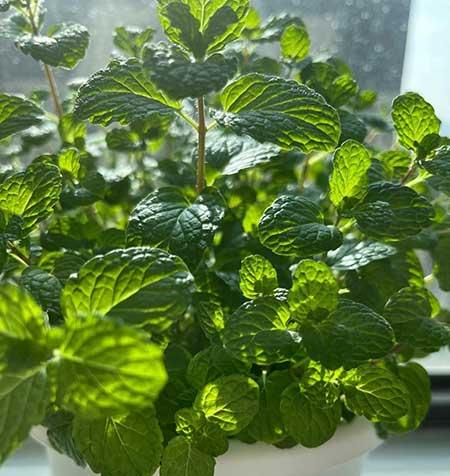 适合家里客厅养的花