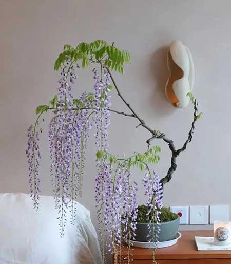 适合家里客厅养的花