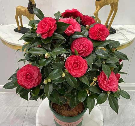 适合家里客厅养的花