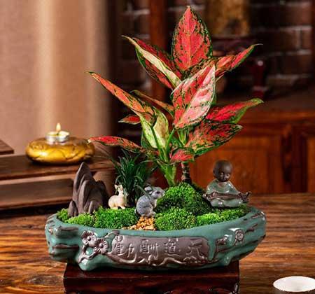 适合家里客厅养的花